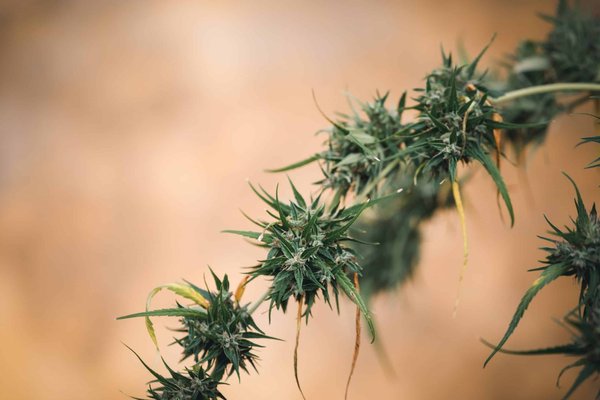 Quels sont les critères pour choisir le meilleur site CBD ?